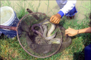 Sidat-Ikan-Langka-yang-Jadi-Buruan-Warga-jepang